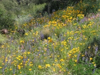 Poppies and Lupine